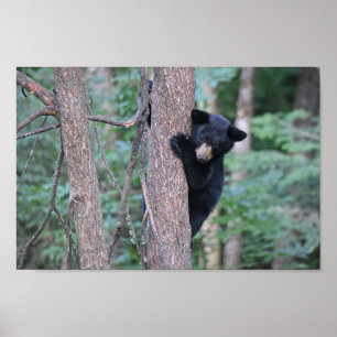 Poster Photo d'un adorable ourson noir dans un arbre