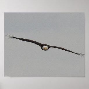 Poster Photo d'un aigle que j'ai pris à Dubuque, Iowa