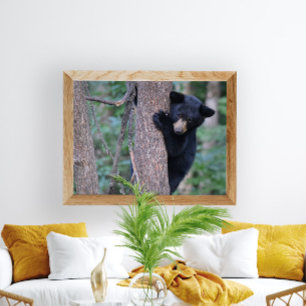 Poster Photo d'un bébé ours noir joueur dans un arbre