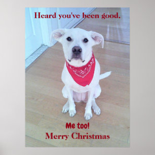 Poster Photo d'un chien mignon aux oreilles amusantes qui