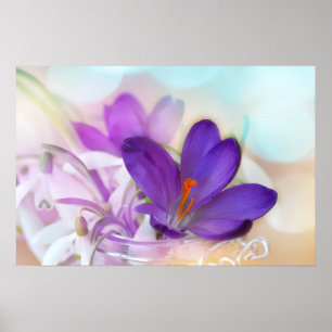 Poster Photo d'un joli Crocus de printemps violet