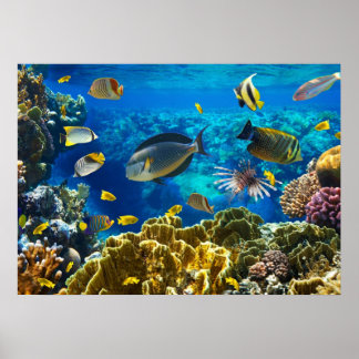 Poster Photo d'un poisson tropical sur une barrière de co