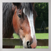 Photo d'un quart de cheval Imprimer