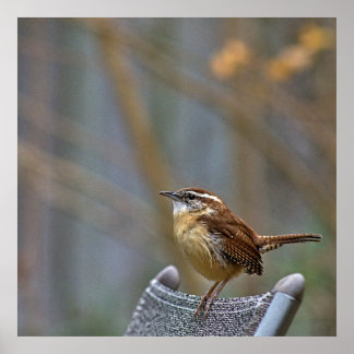 Poster Photo d'une Carolina Wren amicale.