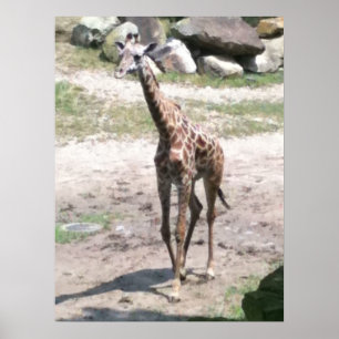 Poster Photo d'une petite girafe marchant dans des affich