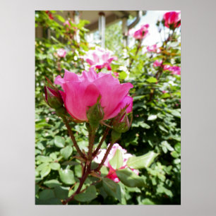 Poster Photo d'une rose rose en fleurs