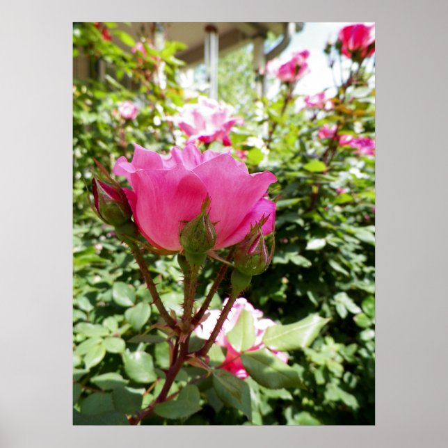 Poster Photo d'une rose rose en fleurs (Devant)
