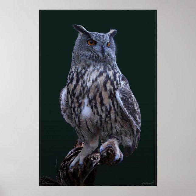 Poster photo Eagle Owl -24x36 -plus petit disponib (Devant)