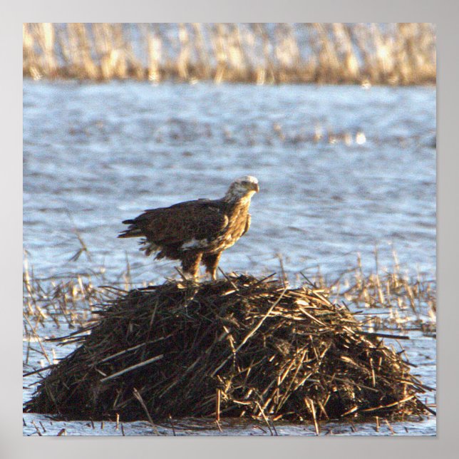 Poster photo Eagles (Devant)