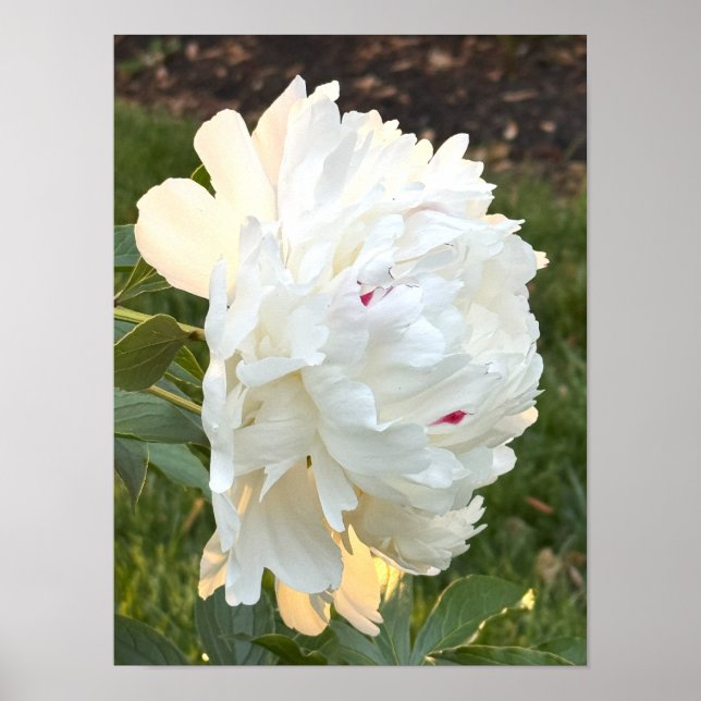 Poster photo en fleurs blanches (Devant)