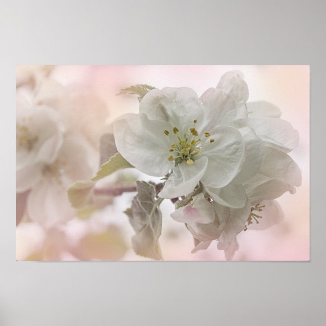 Poster Photo en fleurs de pomme blanche (Devant)