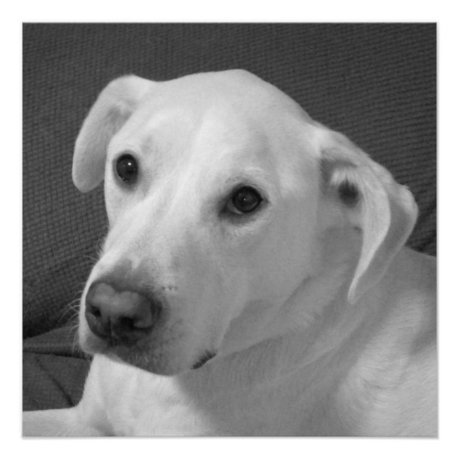 Poster Photo en noir et blanc d'un beau chien à l'âne (Devant)