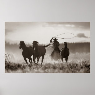 Poster Photo en noir et blanc d'un Cowboy Lassos Horses