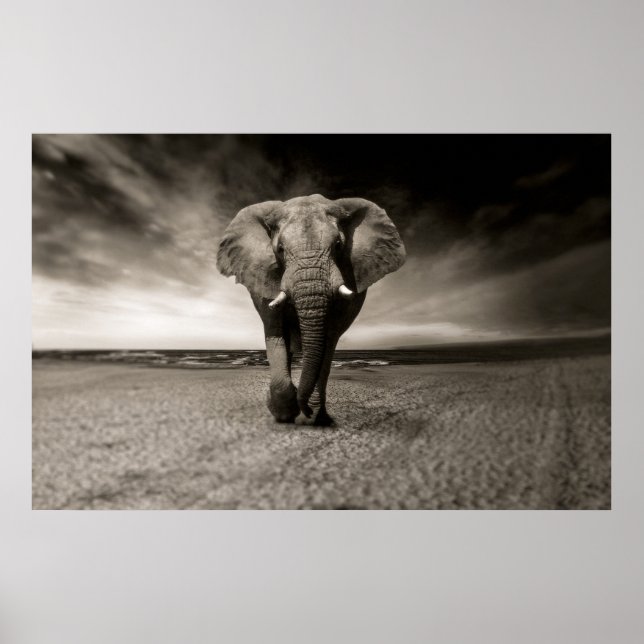 Poster Photo en noir et blanc d'un éléphant africain, (Devant)