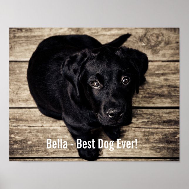 Poster Photo et nom du chien du Black Lab personnalisé (Devant)