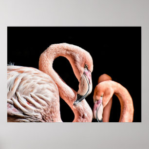Poster Photo Flamant rose Rose Faune