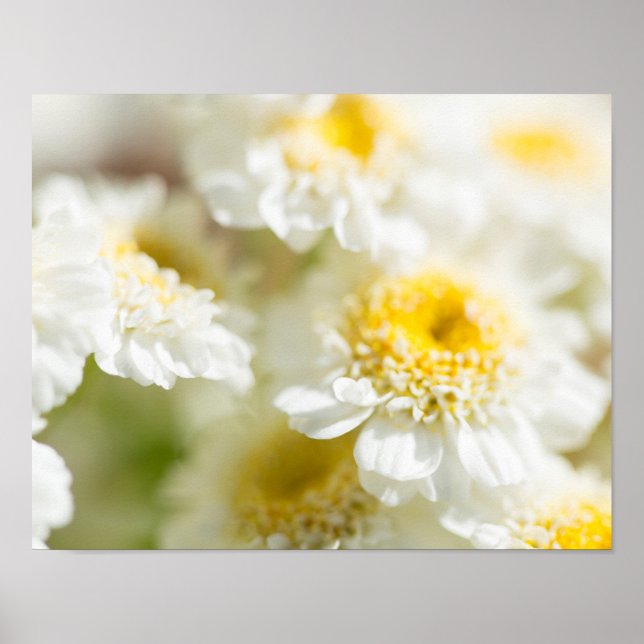 Poster Photo Fleur de marguerite blanche (Devant)