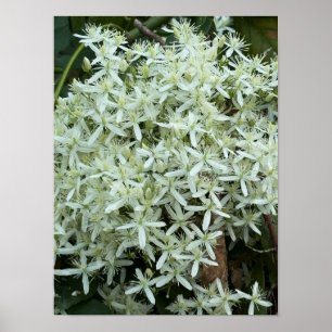 Poster photo Fleur sauvage blanc