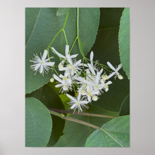 Poster photo Fleur sauvage blanc