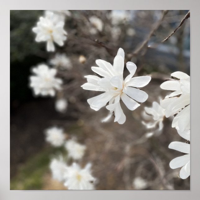 Poster photo Fleurs blanches (Devant)