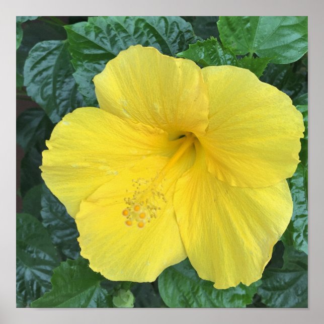 Poster Photo Fleurs Jaunes (Devant)
