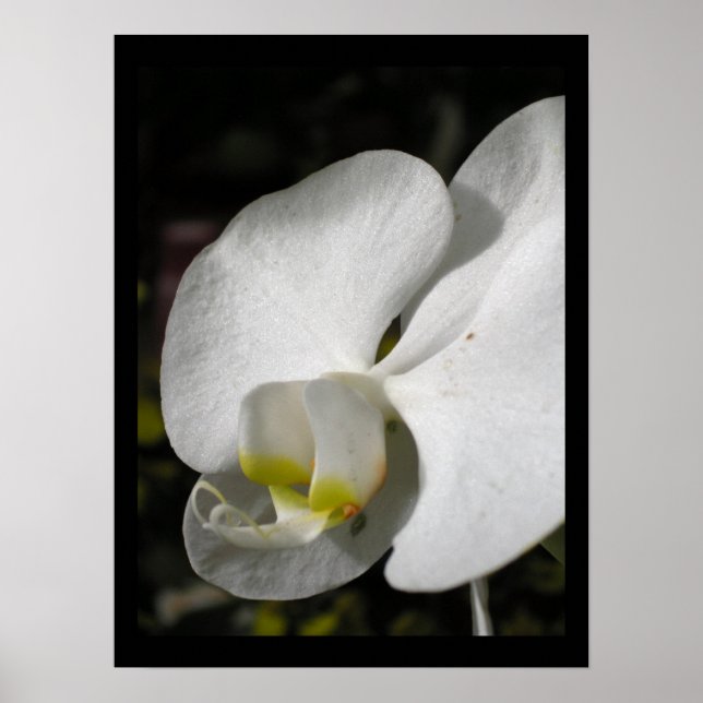 Poster photo florale de l'orchidée de soie (Devant)