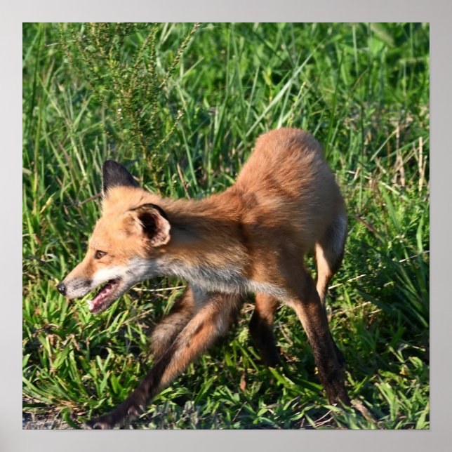 Poster photo Fox (Devant)
