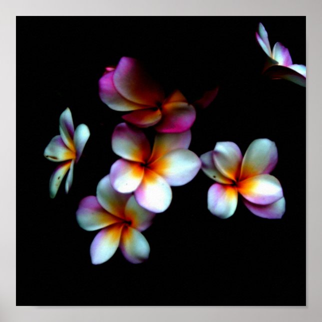 Poster photo frangipani (Devant)
