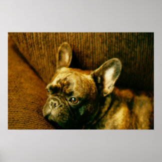 Poster photo French Bulldog