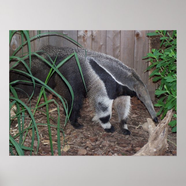 Poster photo Giant Anteater (Devant)