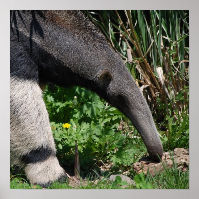 Poster photo Giant Anteater Imprimer (Devant)