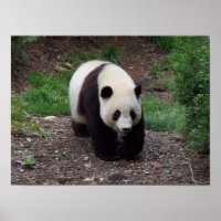 Poster photo Giant Panda