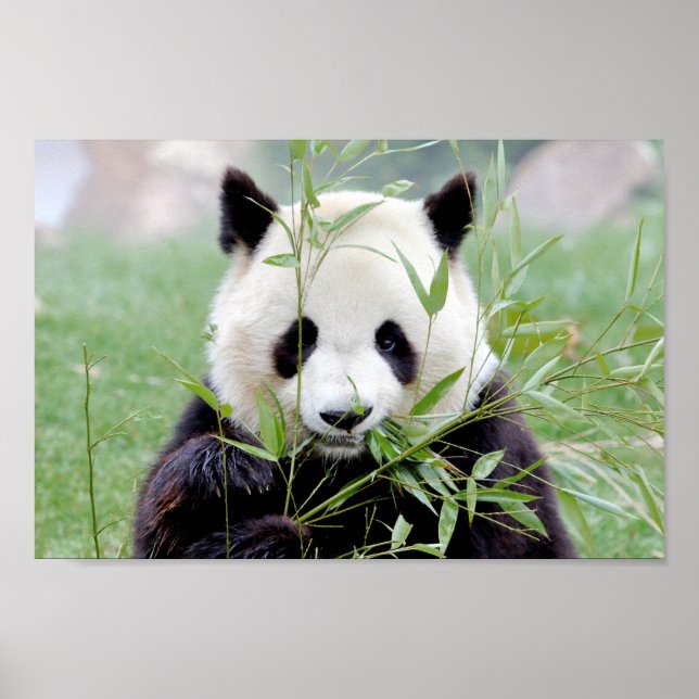 Poster Photo giant panda , animals 0333. (Front)