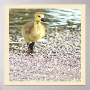 Poster photo Gosling