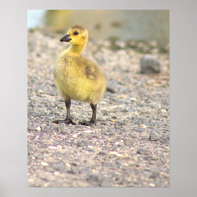 Poster photo Gosling (Devant)