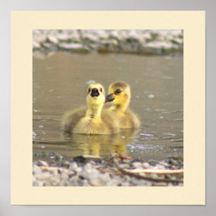 Poster photo Goslings