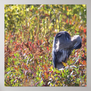 Poster photo Great Blue Heron