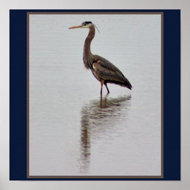 Poster Photo Great Blue Heron (Devant)