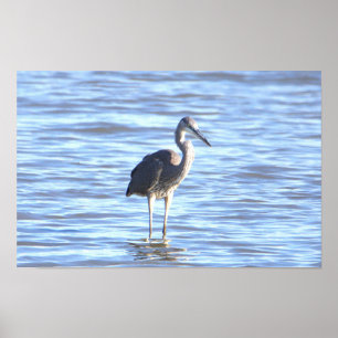 Poster photo Great Blue Heron