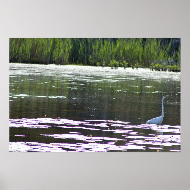 Poster Photo Great Egret Bird (Devant)