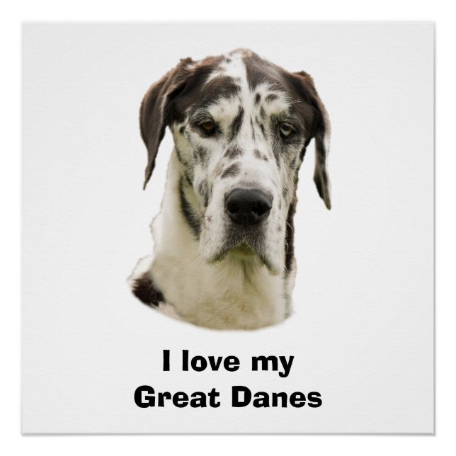 Poster Photo Harlequin Great Dane (Devant)