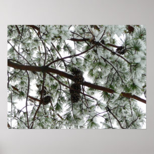 Poster Photo hivernale sous le pin couvert de neige