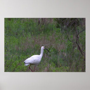 Poster photo Ibis Bird