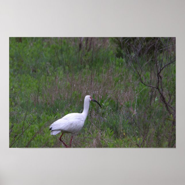 Poster photo Ibis Bird (Devant)