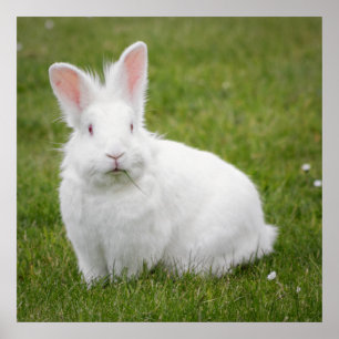 poster photo lapin lapin