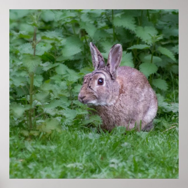 poster photo lapin sauvage (Devant)