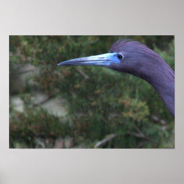 Poster photo Little Blue Heron (Devant)