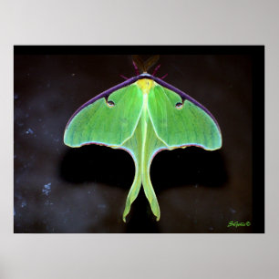 Poster photo Luna Moth