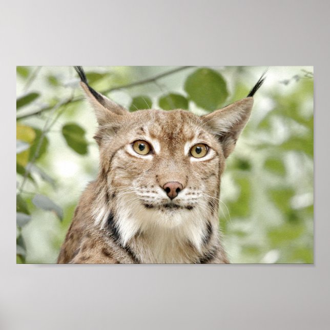 Poster Photo lynx cat , animals. (Front)