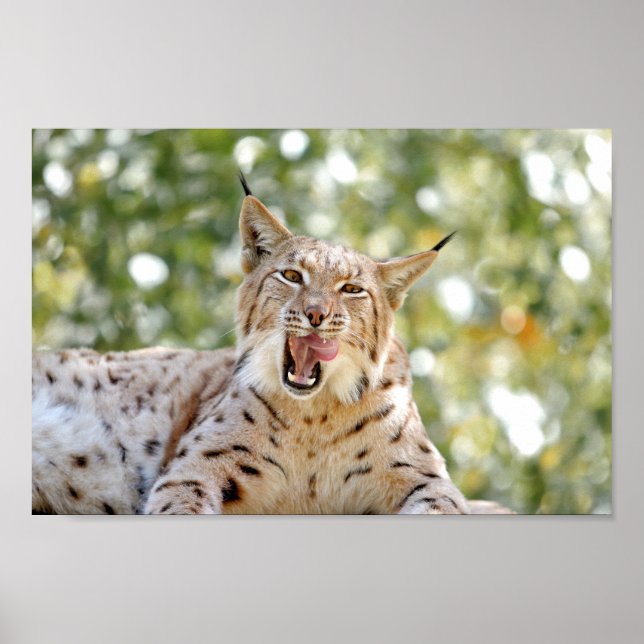Poster Photo lynx cat, animaux. (Devant)